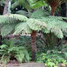 500 Spores - Rough Tree Fern (Cyathea australis) - Fern Seeds Garden