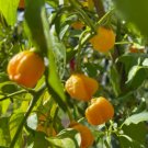 15 Seeds - AJI Mango Stumpy Chilli Seeds - Fruit Seeds Garden