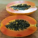 20 Seeds - MANGO PAPAYA DWARF RARE Seeds - Fruit Seeds Garden