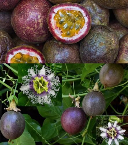 25 Seeds - Passionfruit Passion fruit Purple Passiflora edulis Fruit - Fruit Seeds Garden