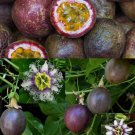 25 Seeds - Passionfruit Passion fruit Purple Passiflora edulis Fruit - Fruit Seeds Garden