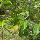 15 Seeds - Organic Yellow Passion Fruits (Panama Gold) - Fruit Seeds Garden