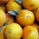 10 Seeds - PANAMA GOLD PASSION FRUIT SEEDS - Fruit Seeds Garden