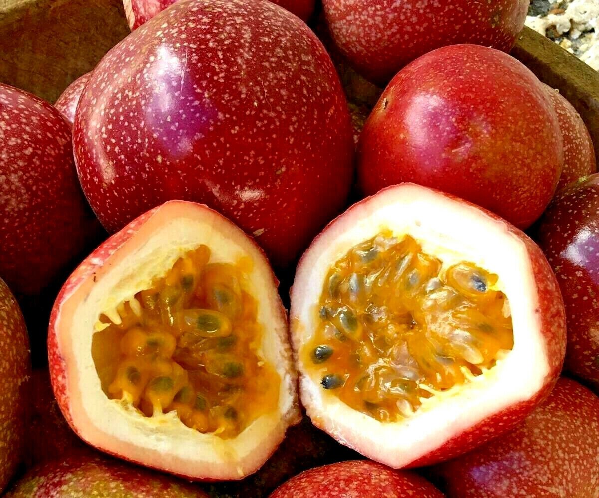10 Seeds - PANAMA RED PASSIONFRUIT VINE SEEDS - Fruit Seeds Garden
