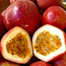 10 Seeds - PANAMA RED PASSIONFRUIT VINE SEEDS - Fruit Seeds Garden