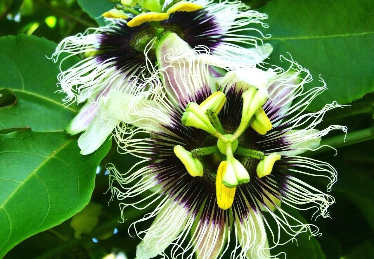 10 Seeds - PANAMA RED PASSIONFRUIT SEEDS - Fruit Seeds Garden