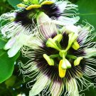 10 Seeds - PANAMA RED PASSIONFRUIT SEEDS - Fruit Seeds Garden