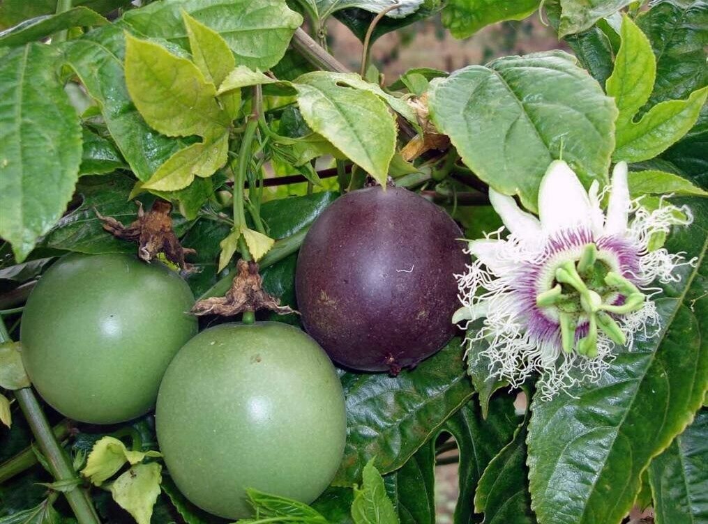 10 Seeds Black Passionfruit - Passionfruit (passiflora edulis) Reliable Viable - Fruit Seeds Garden