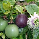 10 Seeds Black Passionfruit - Passionfruit (passiflora edulis) Reliable Viable - Fruit Seeds Garden