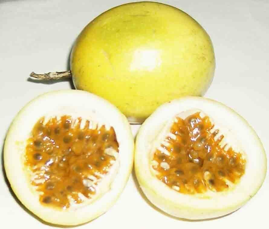 10 Seeds Golden Passionfruit - Passionfruit (passiflora edulis) Reliable Viable - Fruit Seeds Garden