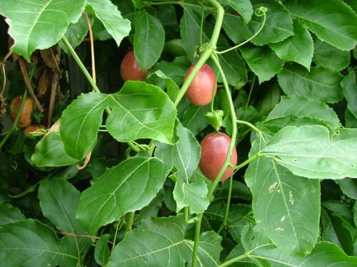10 Seeds Red Passionfruit - Passionfruit (passiflora edulis) Reliable Viable - Fruit Seeds Garden