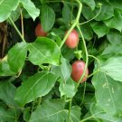 10 Seeds Red Passionfruit - Passionfruit (passiflora edulis) Reliable Viable - Fruit Seeds Garden