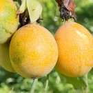 10 Seeds - GOLDEN YELLOW PASSIONFRUIT VINE SEEDS - Fruit Seeds Garden