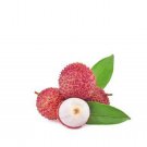 6 Seeds - Lychee Litchi Fruit Seeds Delicious Sweet - Fruit Seeds Garden