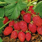 50 Seeds - STRAWBERRY ALPINE BARON SOLEMACHER - Fruit Seeds Garden