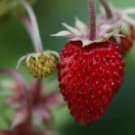 50 Seeds - ALPINE STRAWBERRY ‘RUJANA’ - Fruit Seeds Garden