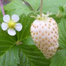 50 Seeds - STRAWBERRY ALPINE WHITE SOUL - Fruit Seeds Garden