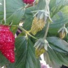 100 Seeds - Strawberry Baron Solemacher Fruit - Fruit Seeds Garden