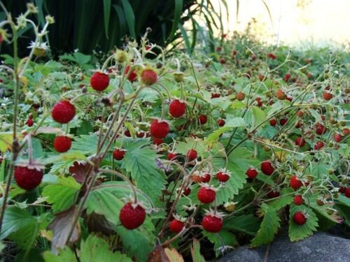 100 Seeds - STRAWBERRY garden runnerless aromatic Fruit - Fruit Seeds Garden