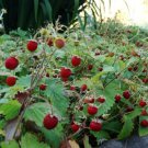 100 Seeds - STRAWBERRY garden runnerless aromatic Fruit - Fruit Seeds Garden