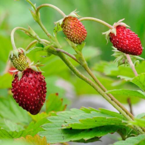 200 Seeds - Strawberry Alpine non-GMO Fruit - Fruit Seeds Garden