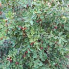 15 Seeds - Strawberry Guava PSIDIUM Fruit - Fruit Seeds Garden
