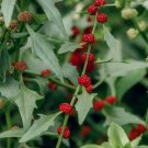 50 Seeds - Strawberry Spinach non-GMO Fruit - Fruit Seeds Garden