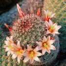 10 Seeds - STRAWBERRY CACTUS (Mammillaria dioica) - Seeds Garden