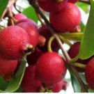 20 Seeds - RED CHERRY STRAWBERRY GUAVA - Garden Plant Seeds