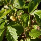 30 Seeds - Fragaria vesca 'White Soul' White Alpine Strawberry - Garden Fruit Plant Seeds