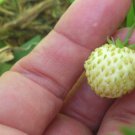 50 Seeds - White Alpine Strawberry (Fragaria vesca) - Garden Fruit Plant Seeds
