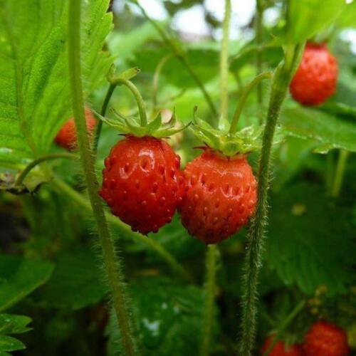 70 Seeds - STRAWBERRY Alpine RUNNERLESS POT GROW - Garden Fruit Plant Seeds
