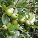 20 Seeds - STRAWBERRY GUAVA PSIDIUM LITTORALE - Garden Fruit Plant Seeds