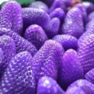 10 Purple Strawberry Seeds - Strawberry Berry Fruit - Garden Fruit Plant Seeds