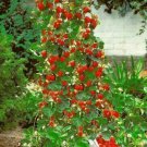 10 Seeds - CLIMBING STRAWBERRY SEEDS - Garden Fruit Plant Seeds