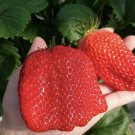 10 Seeds - GIANT STRAWBERRY EARLIGLOW SEEDS - Garden Fruit Plant Seeds