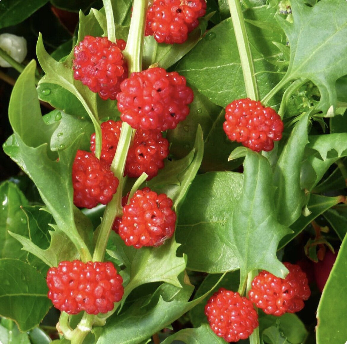 10 Seeds - Strawberry Spinach Seeds Strawberry Blite - Garden Fruit Plant Seeds