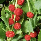 10 Seeds - Strawberry Spinach Seeds Strawberry Blite - Garden Fruit Plant Seeds
