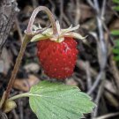 10 Seeds - Baron Strawberry Seeds Baron Von Solemacher - Garden Fruit Plant Seeds