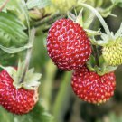 30 Seeds - Alpine Strawberry Seeds Strawberries Seeds - Garden Fruit Plant Seeds