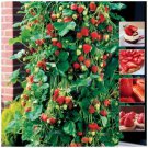6 Seeds - STRAWBERRY Mimi's Trail Blazer Seeds - Garden Fruit Plant Seeds