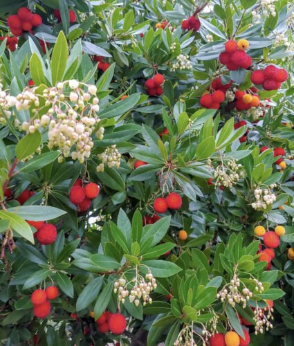 5 Seeds - Irish Strawberry Tree Seeds - Garden Fruit Plant Seeds