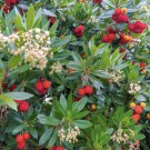 5 Seeds - Irish Strawberry Tree Seeds - Garden Fruit Plant Seeds