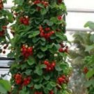 50 Seeds - STRAWBERRY "CLIMBING" RAMBLING SEEDS - Garden Fruit Plant Seeds