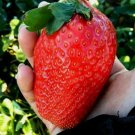 100 Seeds - GIANT STRAWBERRY WILD SEEDS - Garden Fruit Plant Seeds
