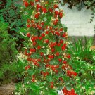 150 Seeds - CLIMBING STRAWBERRY SEEDS - Garden Fruit Plant Seeds