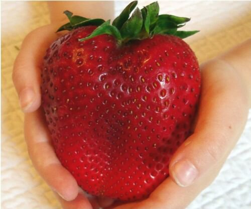 100 Seeds - GIANT YUMMY STRAWBERRY SEEDS - Garden Fruit Plant Seeds