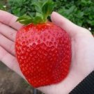 65 Seeds - Giant Strawberry World's Sweetest Strawberries - Garden Fruit Plant Seeds
