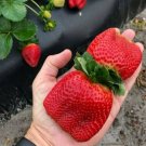 50 Seeds -  Butterfly Strawberry Fruit Seeds - Garden Fruit Plant Seeds