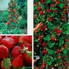 100 Seeds - Climbing Red Strawberry Fruit Seeds - Garden Fruit Plant Seeds